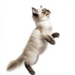 Obraz premium Cat kitten in motion pose transparent background