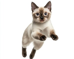 Cat kitten in motion pose transparent background