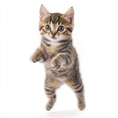 Cat kitten in motion pose transparent background