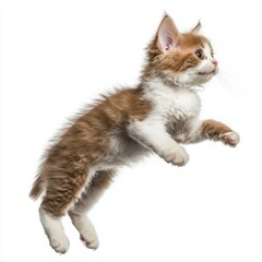 Fototapeta premium Cat kitten in motion pose transparent background