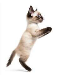 Obraz premium Cat kitten in motion pose transparent background