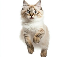 Obraz premium Cat kitten in motion pose transparent background