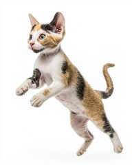 Cat kitten in motion pose transparent background