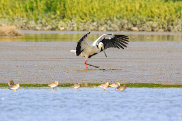 Oriental Stork Spreading Wings in Wetland Habitat