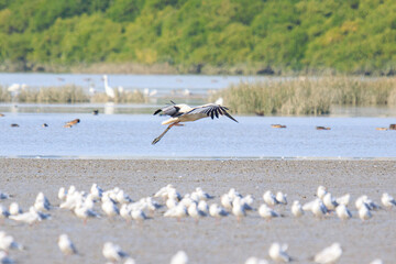 Oriental Stork in Flight Over Wetlands Area, Mai Po Natural Reserve, Hong Kong