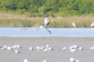 Oriental Stork Spreading Wings in Wetland Habitat