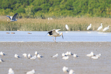 Oriental Stork Foraging in Wetland Mud, Mai Po Natural Reserve, Hong Kong