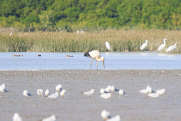 Oriental Stork in Wetland Habitat with Other Birds, Mai Po Natural Reserve, Hong Kong