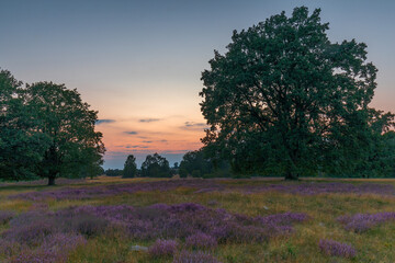 heath field at sunset