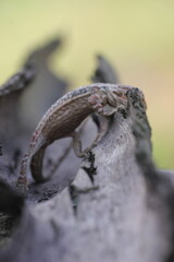 Fototapeta premium lizard, bearded dragon, photo of a bearded dragon lizard perched on a log