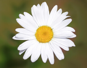 Fototapeta premium Closeup Illustration of a White Daisy Detailed Floral Art Highlighting Petals and Natural Beauty