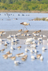 An Oriental Stork Amidst a Flock of Wading Birds at Mai Po Natural Reserve, Hong Kong