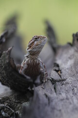 Obraz premium lizard, bearded dragon, photo of a bearded dragon lizard perched on a log