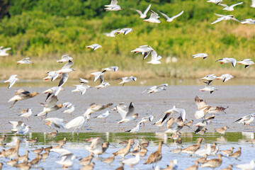 Black-headed Gulls in Flight Over Wetland, Mai Po Natural Reserve, Hong Kong