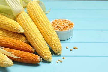 Many corncobs and kernels on light blue wooden table, closeup. Space for text