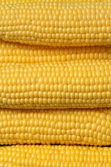 Many fresh ripe corncobs as background, top view