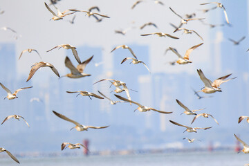 A Large Flock of Curlews Flying at Mai Po Natural Reserve in Hong Kong
