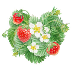 Red strawberry with white flowers heart bush hand drawn watercolor illustration. Food art, fresh botanical realistic painting. Summer berry clipart for restaurant, cafe menu, farm goods, vegan product