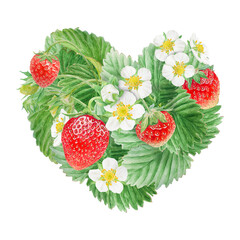 Red strawberry with white flowers heart bush hand drawn watercolor illustration. Food art, fresh botanical realistic painting. Summer berry clipart for restaurant, cafe menu, farm goods, vegan product