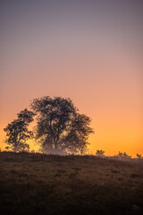 Fototapeta premium Forest at summer morning , green grass and trees . Foggy morning , foggy field . Wild nature , power lines over the forest . Yellow sky , golden sun , beautiful colors , sunny morning . 