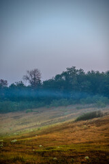 Naklejka premium Summer morning with fog , green field , green trees , forest at summer . Yellow sunrise over the trees , sunny days . Fog over the trees and field , tree on field with grass , beautiful landscape 