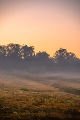 Forest at summer morning , green grass and trees . Foggy morning , foggy field . Wild nature , power lines over the forest . Yellow sky , golden sun , beautiful colors , sunny morning . 