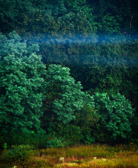 Summer morning with fog , green field , green trees , forest at summer . Yellow sunrise over the trees , sunny days . Fog over the trees and field , tree on field with grass , beautiful landscape 