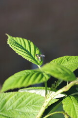 a fly on a leaf