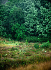 Summer morning with fog , green field , green trees , forest at summer . Yellow sunrise over the trees , sunny days . Fog over the trees and field , tree on field with grass , beautiful landscape 