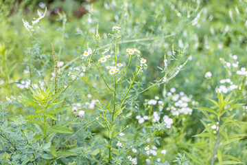 Wild flowers on a summer evening in the forest in the village