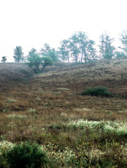 Summer morning with fog , green field , green trees , forest at summer . Yellow sunrise over the trees , sunny days . Fog over the trees and field , tree on field with grass , beautiful landscape 
