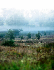 Fototapeta premium Summer morning with fog , green field , green trees , forest at summer . Yellow sunrise over the trees , sunny days . Fog over the trees and field , tree on field with grass , beautiful landscape 