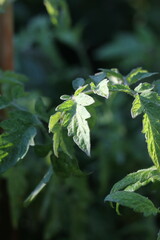 Obraz premium Tomato plant growing in the garden.