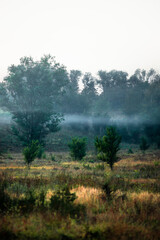 Summer morning with fog , green field , green trees , forest at summer . Yellow sunrise over the trees , sunny days . Fog over the trees and field , tree on field with grass , beautiful landscape 