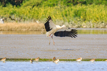Oriental Stork Takes Flight: A Majestic Bird in Action