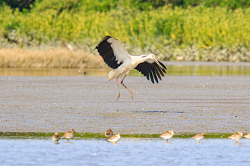 Oriental Stork Takes Flight: A Majestic Bird in Action