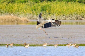 Oriental Stork Takes Flight: A Majestic Bird in Action