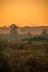 Forest at summer morning , green grass and trees . Foggy morning , foggy field . Wild nature , power lines over the forest . Yellow sky , golden sun , beautiful colors , sunny morning . 