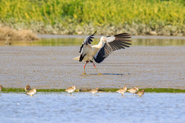 Oriental Stork Taking Flight Amidst a Flock of Wading Birds, Mai Po Natural Reserve, Hong Kong