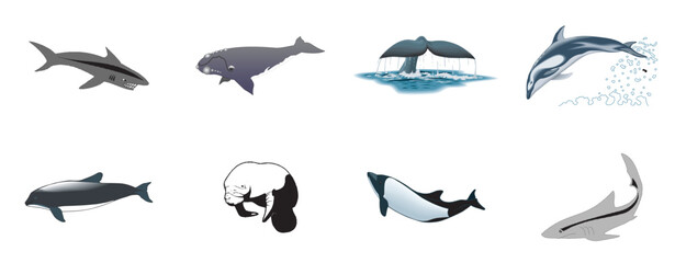 h Sea Creature Dolphin Whale Sea Lion Animals Silhouette - compendium vector illustrations editable best art design for logo icon multipurpose use in high definition format