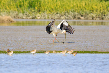 Oriental Stork Takes Flight: A Majestic Bird in Action