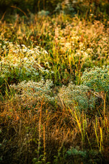 Summer landscape with sunlights , wild nature ,. foggy . Golden sun , yellow colors . Green grass. Trees on the field , beautiful colors in landscape