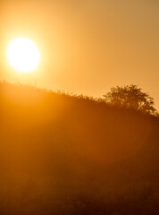 Summer landscape with sunlights , wild nature ,. foggy . Golden sun , yellow colors . Green grass. Trees on the field , beautiful colors in landscape