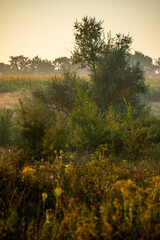 Summer landscape with sunlights , wild nature ,. foggy . Golden sun , yellow colors . Green grass. Trees on the field , beautiful colors in landscape