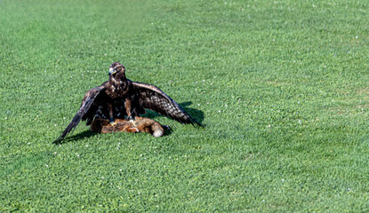 Eagle after a fox hunt eating its prey