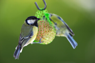 Bird, great tit or feeder in nature with seeds, food or tallow ball for sustenance. Animal, colorful feathers or eating on hanging net for survival, protection or preparation for winter in Europe
