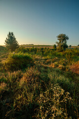 Summer landscape with sunlights , wild nature ,. foggy . Golden sun , yellow colors . Green grass. Trees on the field , beautiful colors in landscape