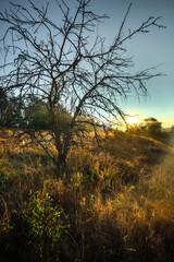 Summer landscape with sunlights , wild nature ,. foggy . Golden sun , yellow colors . Green grass. Trees on the field , beautiful colors in landscape
