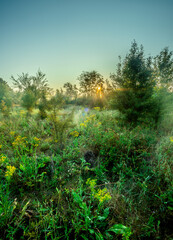 Summer landscape with sunlights , wild nature ,. foggy . Golden sun , yellow colors . Green grass. Trees on the field , beautiful colors in landscape