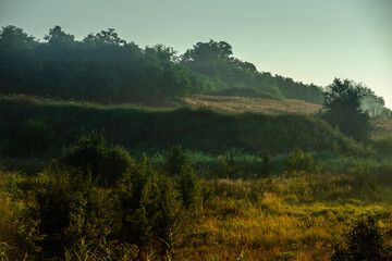 Fog in forest , trees on field , beautiful nature landscape , yellow colors , golden hour and colors . Trees with sunlights through the trees . Green grass ,  summer morning . © Aleksandr Riabinin